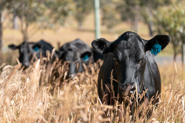 beautiful cattle in Australia  eating grass, grazing on pasture. Herd of cows free range beef being regenerative raised on an agricultural farm. Sustainable farming