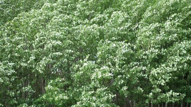 Close-up of tree branches and leaves moving vigorously in strong wind. The footage captures the natural motion and intensity of a windy day. Ideal for illustrating weather, or environmental concepts