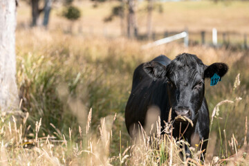 beautiful cattle in Australia  eating grass, grazing on pasture. Herd of cows free range beef being regenerative raised on an agricultural farm. Sustainable farming