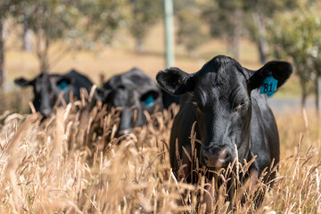 beautiful cattle in Australia  eating grass, grazing on pasture. Herd of cows free range beef being...