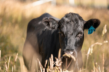 beautiful cattle in Australia  eating grass, grazing on pasture. Herd of cows free range beef being...