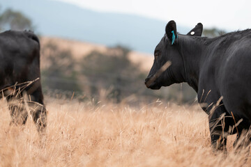 beautiful cattle in Australia  eating grass, grazing on pasture. Herd of cows free range beef being...