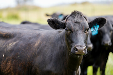beautiful cattle in Australia  eating grass, grazing on pasture. Herd of cows free range beef being...