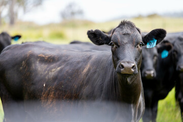 beautiful cattle in Australia  eating grass, grazing on pasture. Herd of cows free range beef being...