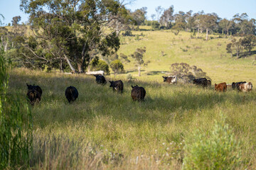 farming landscape Australian Farm with lush green native grass, cows in field, Landscape with Gum...