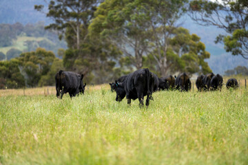 farming landscape Australian Farm with lush green native grass, cows in field, Landscape with Gum Trees. Vast Rural Properties and for the Sustainable Regenerative Farming in Australia