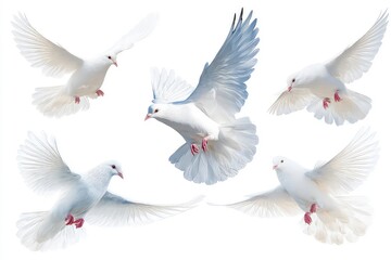 Obraz premium Pigeons in flight against dynamic wing positions showcasing feathers and movement isolated on white background