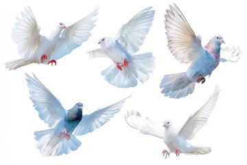 Fototapeta premium Pigeons in flight against dynamic wing positions showcasing feathers and movement isolated on white background
