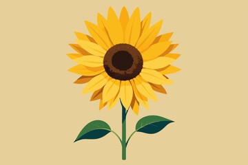 sunflower on white background