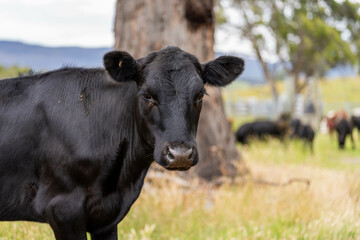 beautiful cattle in Australia  eating grass, grazing on pasture. Herd of cows free range beef being...