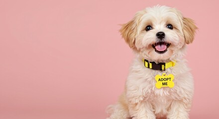 Adorable fluffy puppy sitting on pink background. Cute dog with adopt me tag. Pet adoption and animal rescue concept for poster.