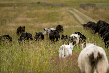 beautiful cattle in Australia  eating grass, grazing on pasture. Herd of cows free range beef being...