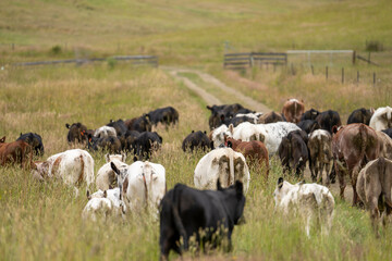 beautiful cattle in Australia  eating grass, grazing on pasture. Herd of cows free range beef being...