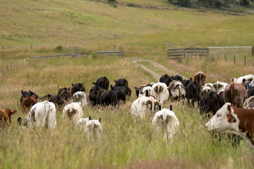 beautiful cattle in Australia  eating grass, grazing on pasture. Herd of cows free range beef being...