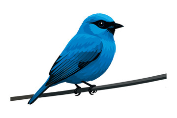 Blue tit bird isolated on white background in a colorful nature illustration