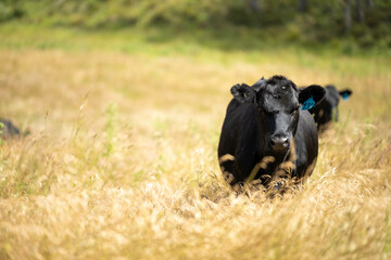 beautiful cattle in Australia  eating grass, grazing on pasture. Herd of cows free range beef being regenerative raised on an agricultural farm. Sustainable farming