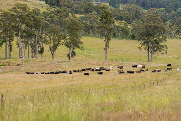 farming landscape Australian Farm with lush green native grass, cows in field, Landscape with Gum Trees. Vast Rural Properties and for the Sustainable Regenerative Farming in Australia