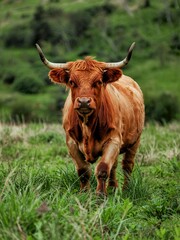 Highland cattle