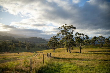 farming landscape Australian Farm with lush green native grass, cows in field, Landscape with Gum...