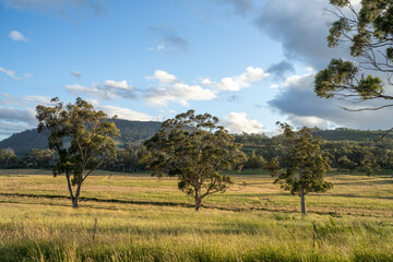 farming landscape Australian Farm with lush green native grass, cows in field, Landscape with Gum...