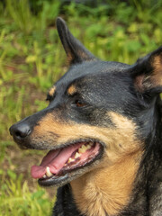 Close-Up of a Happy Black and Tan Dog Outdoors
