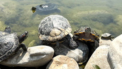 Fototapeta premium Group of turtles sunbathing on river rocks near the shore, partially submerged in shallow water with visible patterns on their shells, nature concept