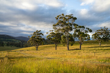 beautiful cattle in Australia  eating grass, grazing on pasture. Herd of cows free range beef being regenerative raised on an agricultural farm. Sustainable farming
