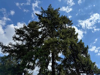 Obraz premium Fir trees Pseudotsuga menziesii Douglas-tree in conifer forest.