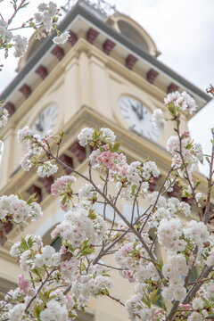 Spring blossoms with the backdrop of an old small town post office clock tower