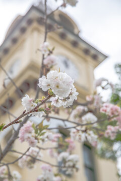 Spring blossoms with the backdrop of an old small town post office clock tower