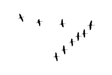 png herd of birds fly on clear backgroung