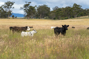farming landscape Australian Farm with lush green native grass, cows in field, Landscape with Gum...