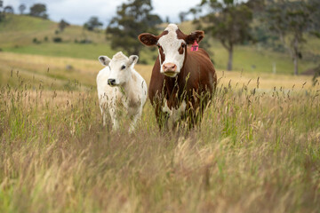 beautiful cattle in Australia  eating grass, grazing on pasture. Herd of cows free range beef being...