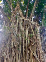 A towering Banyan tree (Ficus benghalensis) with its impressive canopy and a multitude of aerial...