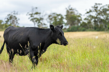 beautiful cattle in Australia  eating grass, grazing on pasture. Herd of cows free range beef being...