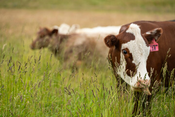 beautiful cattle in Australia  eating grass, grazing on pasture. Herd of cows free range beef being...