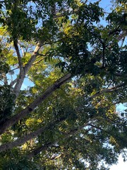 trees in the park