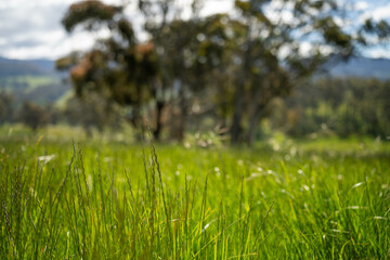 farming landscape Australian Farm with lush green native grass, cows in field, Landscape with Gum Trees. Vast Rural Properties and for the Sustainable Regenerative Farming in Australia