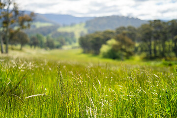 farming landscape Australian Farm with lush green native grass, cows in field, Landscape with Gum...