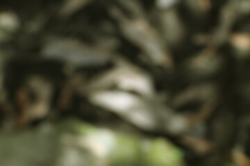 Abstract Olive Green and Brown Nature Background with Blurred Elements