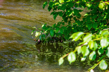Naklejka premium Grüne Blätter und Äste über einem Fluss 