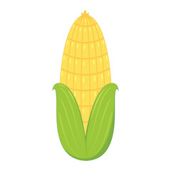 Corn isolated vector .halves and grains in different angles on a white. Corn vector.