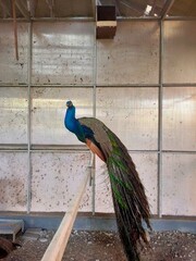 A magnificent Green Peafowl (Pavo muticus) perches gracefully, showcasing its iridescent blue and...