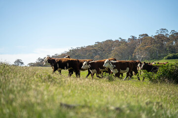 beautiful cattle in Australia  eating grass, grazing on pasture. Herd of cows free range beef being...