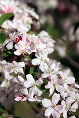 Obraz premium Close-up of blossoming ornamental apple tree. Beautiful apple tree flowers. Close-up flowers, petals and stamens. Spring background. Blooming apple tree in the park. Peaceful nature background