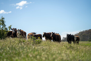 beautiful cattle in Australia  eating grass, grazing on pasture. Herd of cows free range beef being...