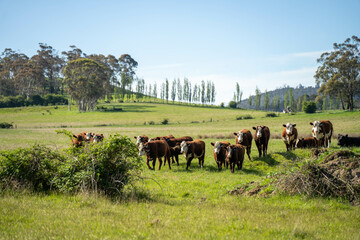 beautiful cattle in Australia  eating grass, grazing on pasture. Herd of cows free range beef being...