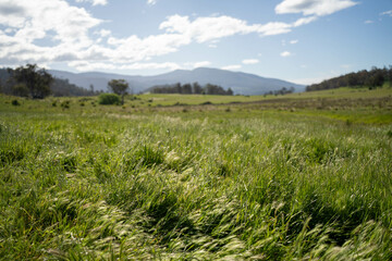 farming landscape Australian Farm with lush green native grass, cows in field, Landscape with Gum...