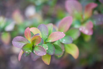 green leaves with water drops