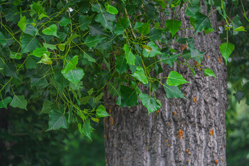 Bright green poplar leaves close-up on a blurred background.